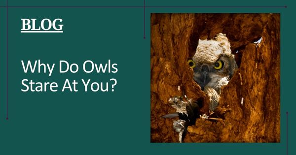 Why Do Owls Stare At You? - Featured Image