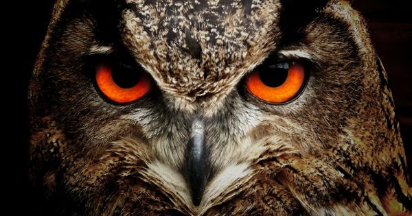 Why The Owl Has Big Eyes?