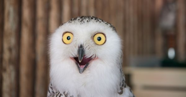 Why The Owl Has Big Eyes?