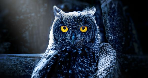 Why The Owl Has Big Eyes?