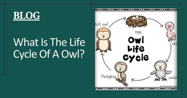 What Is The Life Cycle Of A Owl? - Featured Image