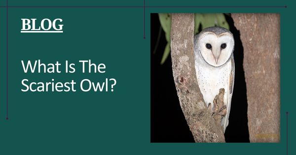 What Is The Scariest Owl? - Featured Image