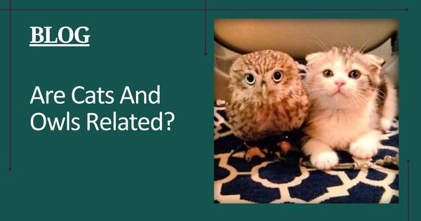 Are Cats And Owls Related? - Featured Image